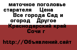 маточное поголовье старателя  › Цена ­ 3 700 - Все города Сад и огород » Другое   . Краснодарский край,Сочи г.